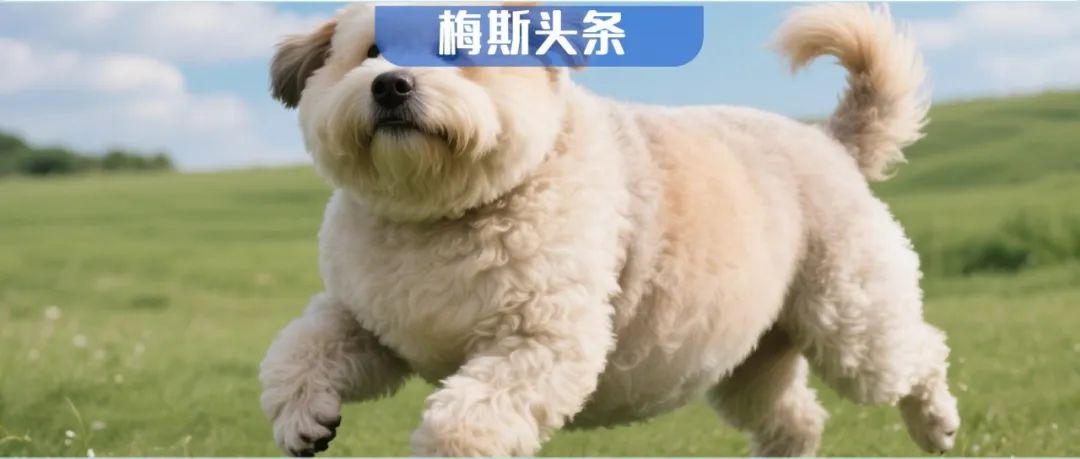 “暴力”减肥后体重反弹之谜被破解？Nature连发两篇：胖过一次，身体就会“铭记”；且减肥后促炎巨噬细胞持续潜伏，引爆体重反弹