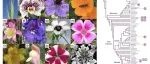 New Phytologist | 花瓣图案的演化：微观尺度上的花朵多样性