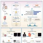 Cardiovasc Res｜南京医科大学周祥教授团队揭示GATA5/ISL1+成纤维细胞在心肌梗死后心脏修复中的作用