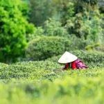 《食品科学》：湖南农业大学刘仲华教授、黄建安教授等：基于GC×GC-QTOF-MS分析不同品种汝城白毛茶白茶的香气特征