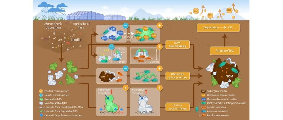 The Innovation | 塑料入侵土壤：微生物的碳利用策略如何改变土壤呼吸？