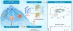 The Innovation | FatePredictor：AI赋能精准预测，破解细胞命运抉择密码