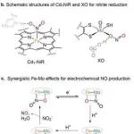 北师大王文光团队在JACS发表重要研究成果：铁-钼协同催化电化学还原亚硝酸根选择性转化研究