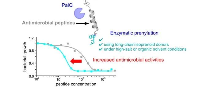 阅读 JACS丨酶促异戊烯基化拓展抗菌肽的化学空间