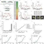 Protein Cell | 中国食品药品检定研究院李玉华携手中国科学院朱玲/孙瑶等人共同助力mRNA疫苗质量把控