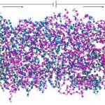 华南理工大学孔宪教授 Macromolecules：通过构建聚电解质电荷序列调控双电层电容器性能