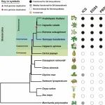 华中农业大学发表最新PNAS揭示植物水杨酸生物合成途径的进化轨迹