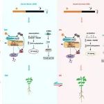 继Nature子刊后，华南农业大学王应祥教授团队在植物科学权威期刊再发最新研究进展
