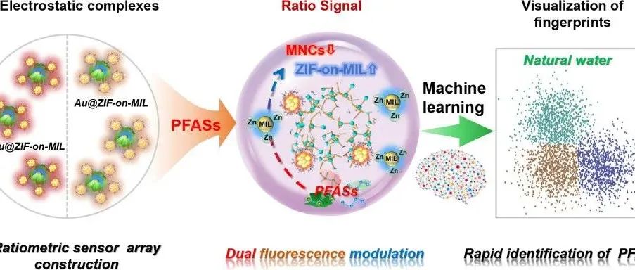 AC.多氟烷基物质诱导的纳米团簇固定化MOF-on-MOF结构解离驱动的机器学习辅助比率荧光传感器阵列