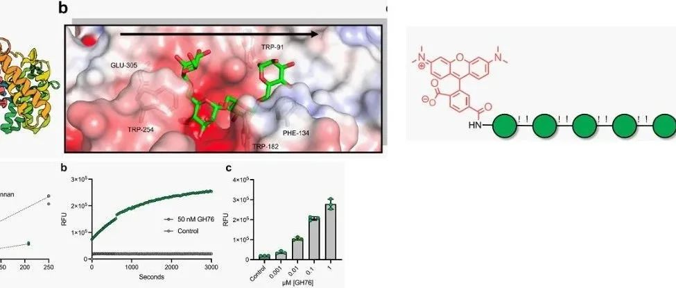 J. Am. Chem. Soc. | 从分子到生态系统：基于活性的海洋糖类周转可视化技术