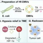 JACS：金属酚醛外膜囊泡用于肿瘤放射免疫治疗