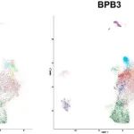 PNAS | 国家纳米科学中心梁兴杰等团队提出基于仿生物理屏障调控T细胞-肿瘤细胞相互作用的新型癌症免疫治疗策略