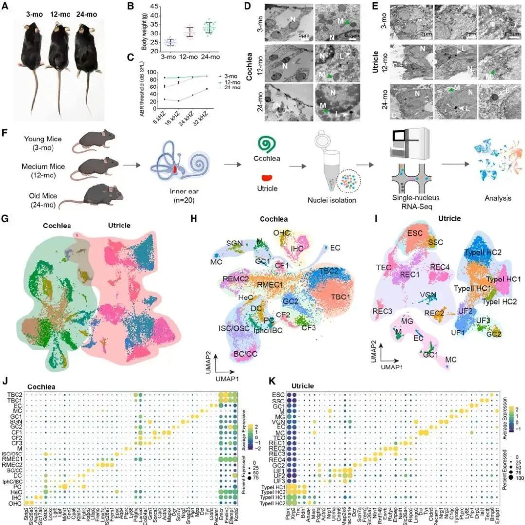 Cell Rep | 复旦大学李文妍/李华伟与上海交通大学基础医学院李令杰联合揭示内耳衰老的分子机制及潜在治疗靶点