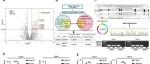 Mol Cancer | 重庆医科大学肖斌等团队提出了CircABCA1促进ccRCC进展的分子机制