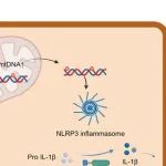J Hepatol | 浙江大学徐晓军等团队发现肝细胞中的CMPK2促进代谢功能障碍相关性脂肪性肝炎的发展
