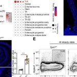 Sci&#160;Immunol | 胡小玉等团队研究发现簇状细胞作为2型免疫调控枢纽，具有双向免疫调节功能