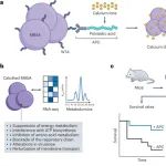 Nat Biotechnol | 浙江大学王本团队开发诱导细菌钙化激活固有免疫的耐药菌治疗新策略