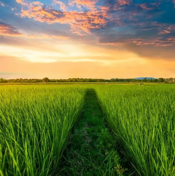 Nature Sustainability | 气候变暖对粮食安全的影响