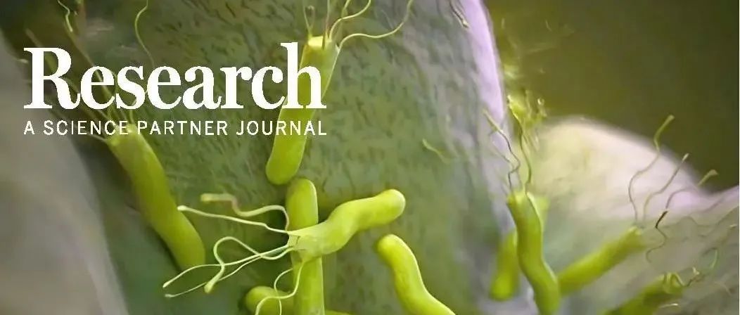 Research综述|探索饮食与胃微生物组如何影响胃癌风险—香港中文大学于君团队综述