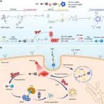南京大学李金波/张艳Angew：串联活化的PROTAC前药用于实现肿瘤生物标志物驱动的近红外光蛋白水解