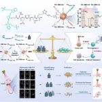 Angew：定量示踪体内细胞凋亡Caspase-3以早期评估放射治疗的疗效
