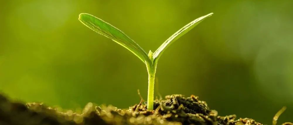 EST | 土壤胞外酶活性对可生物降解和不可生物降解微塑料的全球响应