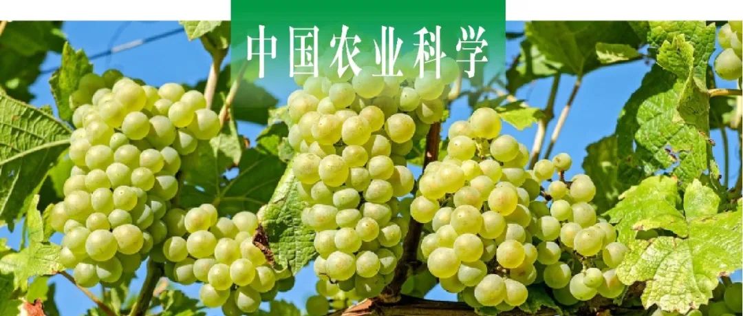 中国农业科学｜西北农林科技大学房玉林课题组基于GA&#8323;与CPPU探明无核化与膨大处理对‘阳光玫瑰’葡萄果实品质的影响