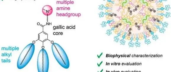 【JACS】新型三烷基没食子酰胺可电离脂质：高效mRNA递送系统的组合化学设计