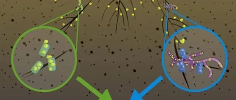 SBB&#160;|&#160;土壤微生物群落定量的两种方法
