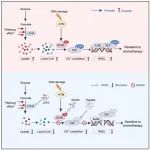 Mol Cell丨同济大学袁健等团队研究发现GCN5–XLF乳酰化调控NHEJ修复，靶向XLF乳酰化可增强化疗效果