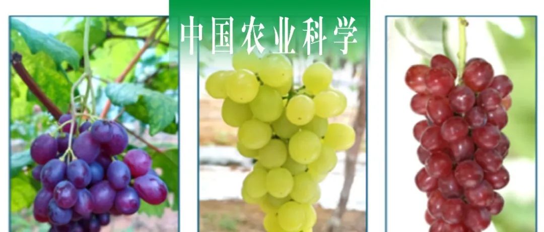 中国农业科学 | 广西农科院葡萄所白先进课题组探究热区葡萄高光效育种