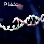 同行致远 | 攻克“不可成药”难题，反义寡核苷酸如何变革神经退行性疾病治疗 | Bilingual