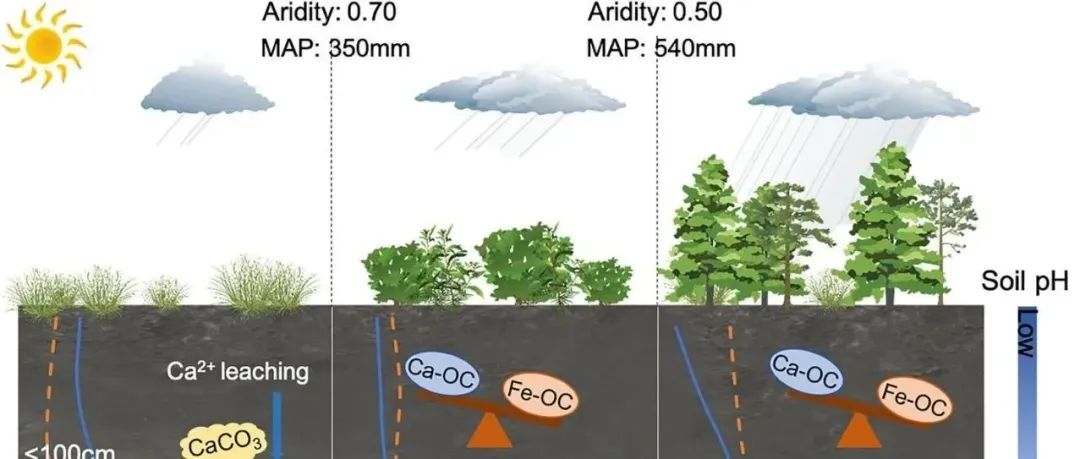 张甘霖研究员团队最新Nature子刊揭示土壤有机碳稳定性对pH介导的金属结合碳变化的不对称响应