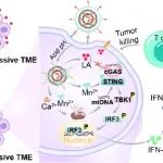 武汉大学张先正/陈巍海JACS：生物矿化工程化细菌外膜囊泡，协同策略，增强抗肿瘤免疫治疗