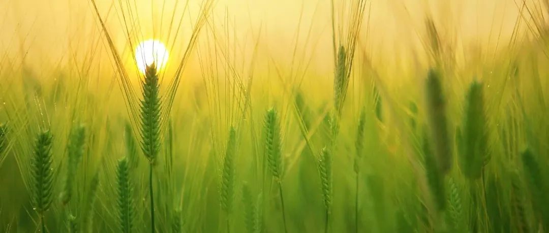 爆发！我国在植物科学领域再获全新技术突破！农大科研团队在Nature/Cell/Nature Genetics连发重要研究成果！