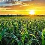 创记录！我国植物科学领域罕见3篇Nature背靠背