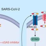 PNAS&#160;|&#160;中山大学邓凯研究发现SARS-CoV-2通过旁观者细胞死亡引发过度炎症，为相关疾病治疗提供新靶点