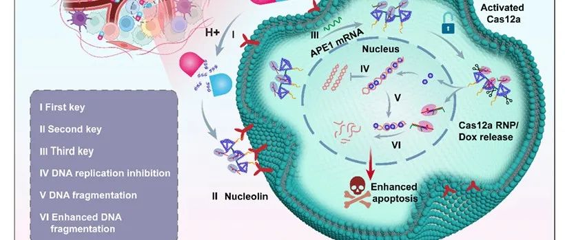 ACS&#160;Nano&#160;&#166;多层响应的多价四面体DNA框架修饰的CRISPR/Cas12a纳米胶囊实现了精确的疗效增强的肿瘤化疗