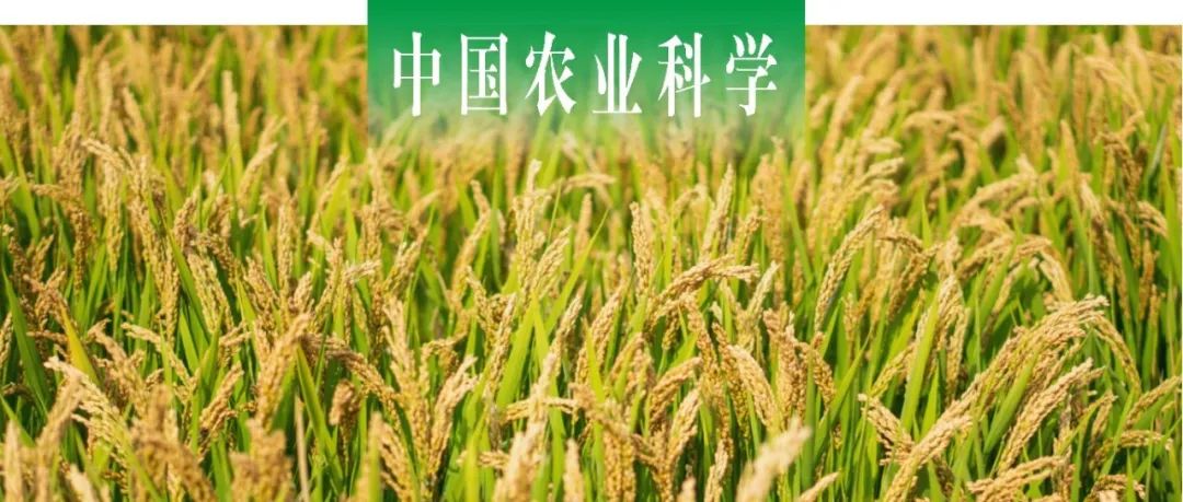 中国农业科学｜扬州大学张洪程院士团队探析施氮量对不同源库类型粳稻物质积累与氮素吸收的影响