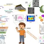 西南大学张同华/王蜀、河工大胡宁、重大宁慧铭 AM：高灵敏宽检测范围双介电层离电压力传感器实现双模态感知与静音语音识别