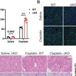 Autophagy&#160;|&#160;南京大学曾科等团队发现肾小管VMP1通过调节自噬和自噬非依赖性通路保护急性肾损伤