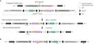eLife | 北京大学熊敬维等团队研究发现胶质细胞 betaPix 对斑马鱼脑血管完整性至关重要
