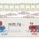 PNAS | 厦门大学鲍海丽等团队研究发现WT1作为PR潜在协同因子通过维持孕酮信号保障子宫容受性