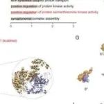 Adv&#160;Sci丨复旦大学王菲菲研究揭示VTA区O-GlcNAc糖基化与STAT3磷酸化在急性应激中的互作机制
