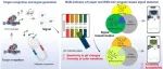 BB.一种基于CRISPR/Cas12a的生物传感器用于多指示剂pH微盘比色法和智能手机成像平台对鼠伤寒沙门氏菌便携且易操作检测