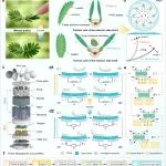 清华大学方菲Nano Energy：受含羞草启发的风速自适应纳米发电机用于能量采集与风速传感