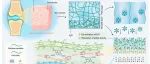 武汉大学《ACS Nano》：受关节软骨启发，基于PVA、CNF和GO的新型水凝胶电解质，用于水性锌离子电池