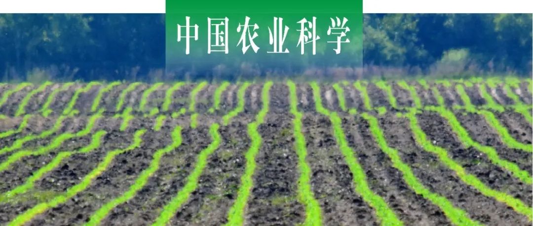 中国农业科学 | 中科院东北地理所梁爱珍课题组探析秸秆还田方式对东北黑土氮素矿化和氮循环功能基因的影响