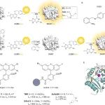 JACS Au | SNAPpa：一种用于蛋白质时空控制标记的光激活SNAP标签