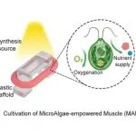 苏黎世联邦理工学院Science Advances：利用微藻构建“自供氧”肌肉组织，提升肌肉收缩力与活性的新策略